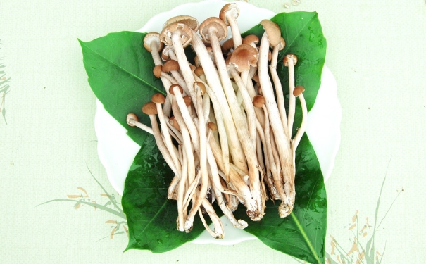宝宝可以吃茶树菇吗？宝宝吃茶树菇有什么好处？(1)