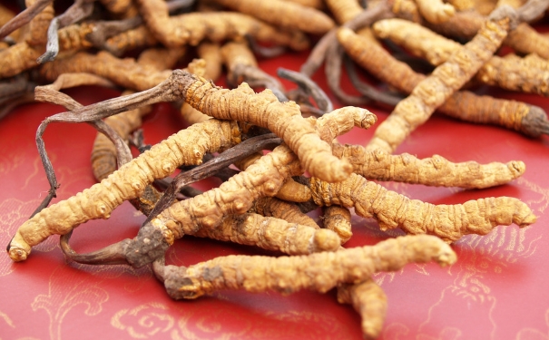冬虫夏草有什么功效与作用？冬虫夏草应该怎么吃？(1)