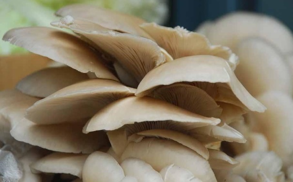 冬季防感冒吃什么？冬季预防流感的饮食[图]