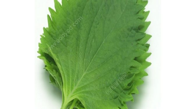 干桑叶可以祛斑吗？干桑叶如何可以祛斑？(1)