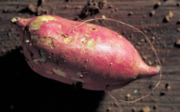 红薯多吃有什么危害？吃红薯的注意事项(1)