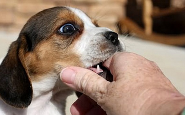 被狗咬了怎么办？被狗咬了怎么处理伤口？[图]