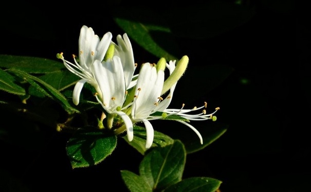 金银花茶的做法是怎样的？金银花茶怎么做？(1)