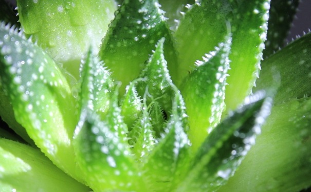 芦荟可以自制哪些面膜？如何利用新鲜的芦荟做面膜？(1)