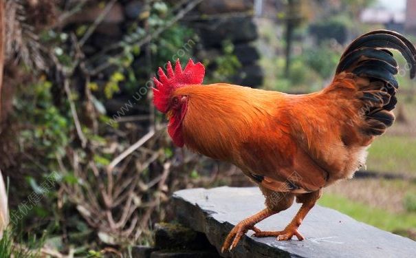 h7n9疫情进入高发期，得了h7n9怎么办？(5)