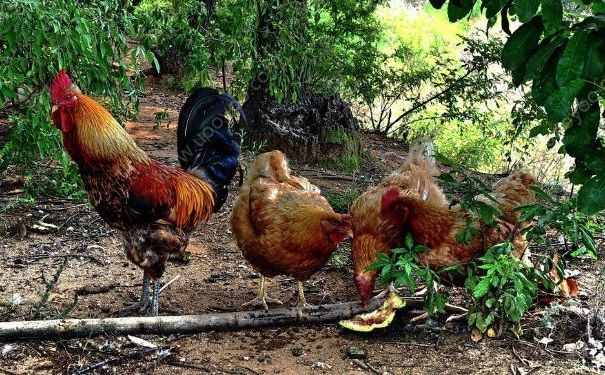 h7n9疫情进入高发期，得了h7n9怎么办？(2)