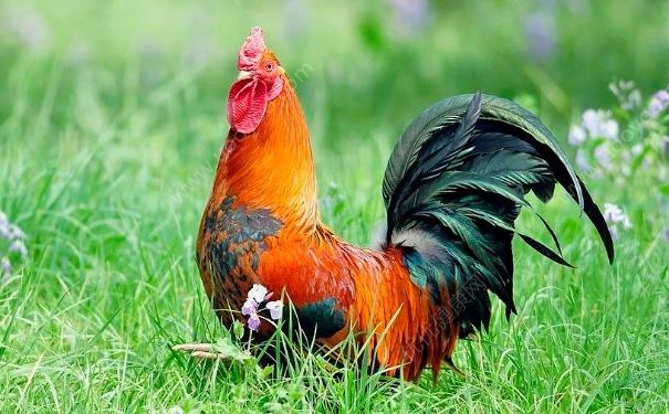 h7n9疫情进入高发期，得了h7n9怎么办？[多图]