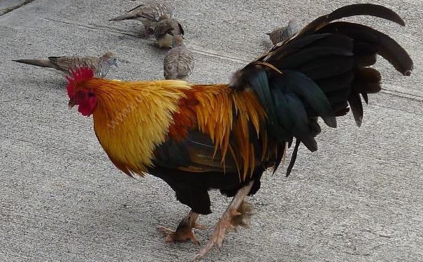 h7n9疫情进入高发期，得了h7n9怎么办？(3)