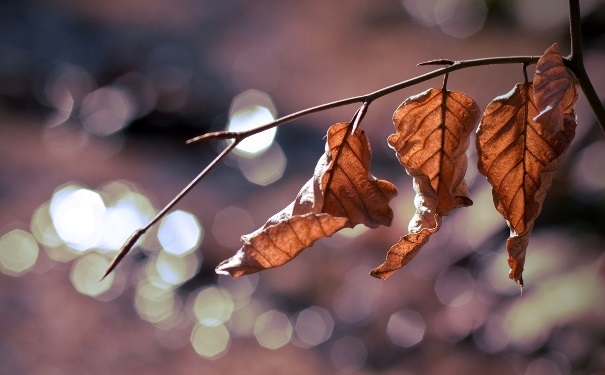 秋分具体指的是什么时候？到了秋分有什么传统活动？[图]