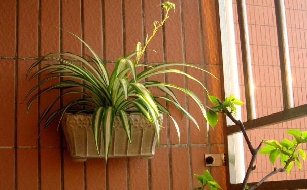 房子刚装修好放什么能净化空气？[图]