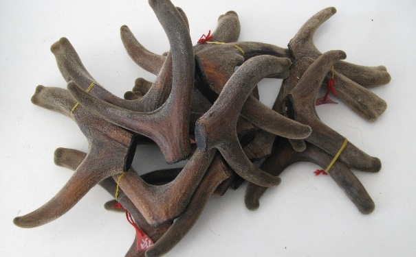 鹿茸的功效有哪些？吃鹿茸的禁忌有哪些？(1)