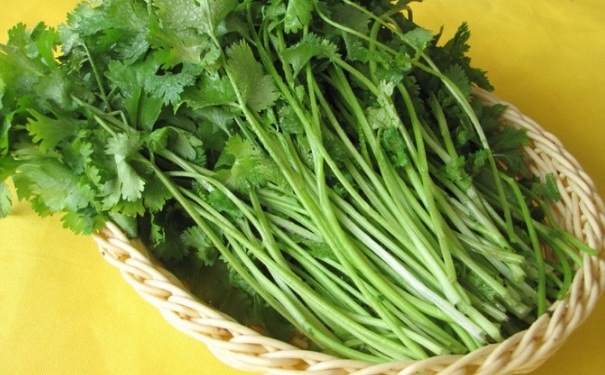 香菜的功效有哪些呢？香菜有什么禁忌？(1)