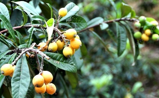 枇杷叶煮水有什么作用？枇杷叶煮水适应人群[图]