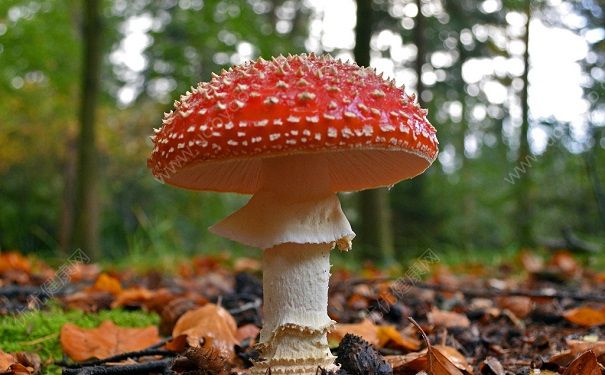 怎么样预防食物中毒？预防不同食物中毒的方法有什么不同？(1)
