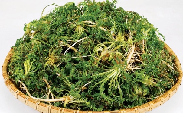 吃荠菜能回奶吗？能回奶的食物有哪些？(1)
