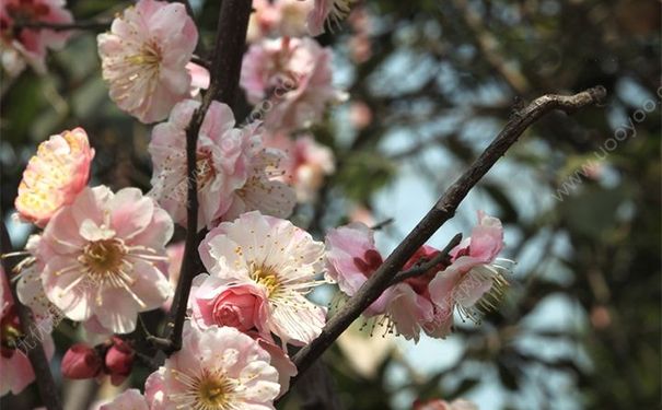 2017年有倒春寒吗？倒春寒有多久？[多图]