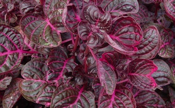 吃什么蔬菜补血效果最好？哪些蔬菜补血效果好？(1)