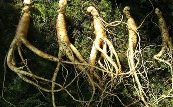 人参补肾吗？人参能补肾吗？(1)