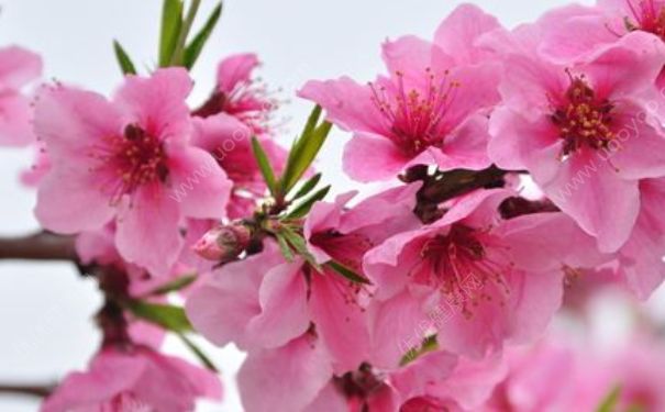 桃花茶可以长期喝吗？桃花是什么时候开的？(1)
