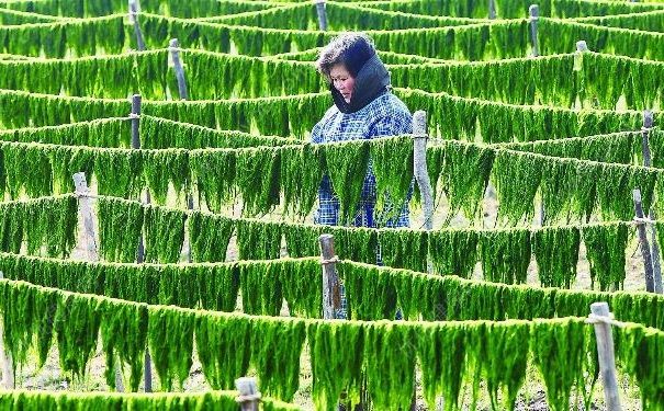 紫菜撕不破还有腥味，紫菜是塑料做的吗？(3)