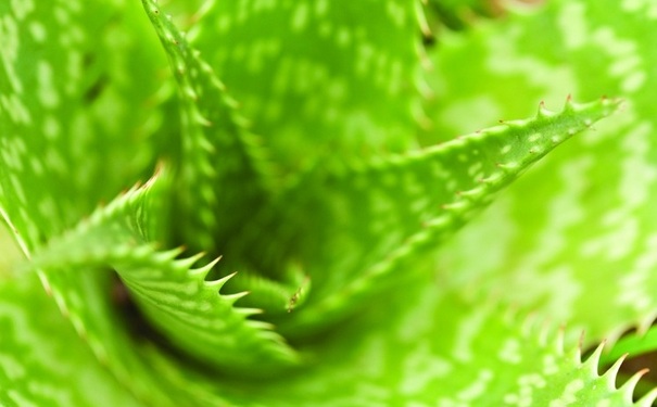 芦荟涂脸有什么好处？芦荟涂脸要注意什么？(1)