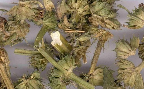 月经少可以吃益母草颗粒吗？月经少的原因有哪些？(1)