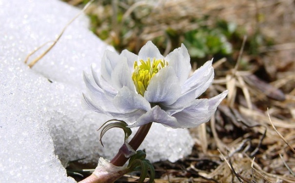 雪莲花营养价值有多高？雪莲花怎么吃好吃呢？(1)
