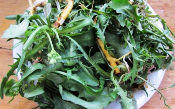 苦菜胃炎可以吃吗？胃炎吃苦菜有什么好处？[图]
