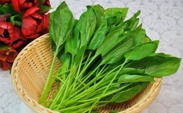 100公斤菠菜26元，吃菠菜对身体好不好？(3)