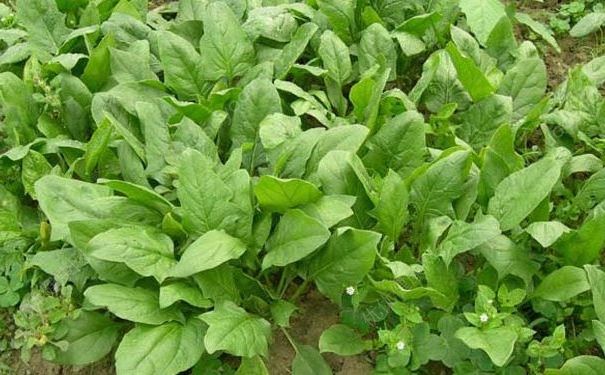 100公斤菠菜26元，吃菠菜对身体好不好？(2)