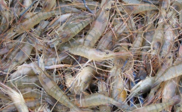 虾背部的黑线是什么？怎么去除虾背部的黑线？[图]