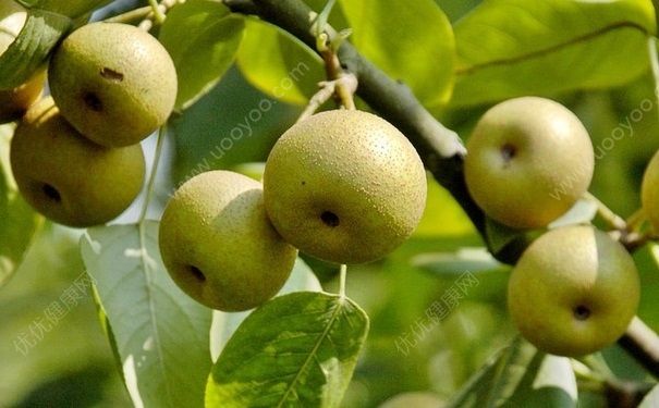 梨什么时候吃最好？梨子适合什么时候吃？[多图]