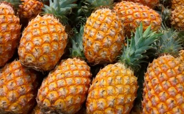 菠萝什么时候成熟？菠萝适合什么季节吃？(2)
