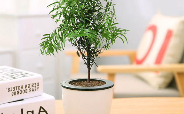 防辐射吃什么比较好？男性抗辐射吃什么食物比较好？[图]