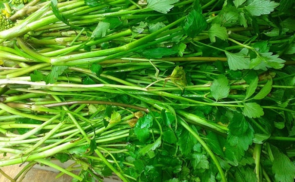 野芹菜孕妇能吃吗？孕妇能吃野芹菜吗？[图]