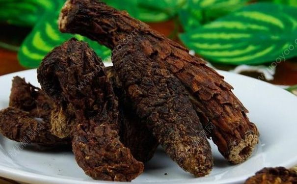 肉苁蓉泡水有什么功效？肉苁蓉的吃法有哪些？(1)