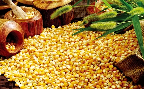 玉米和蜂蜜可以一起吃吗？吃玉米喝蜂蜜会怎么样？[图]