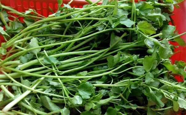 吃野芹菜中毒了怎么办？野芹菜中毒怎么解毒？(1)
