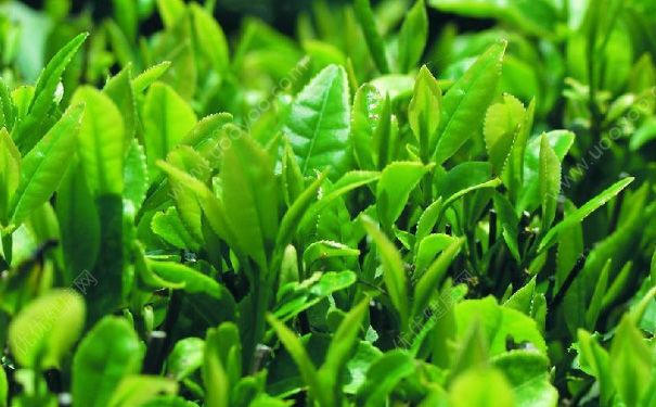 四季分别喝什么茶好？不同季节饮茶事项有哪些？(1)