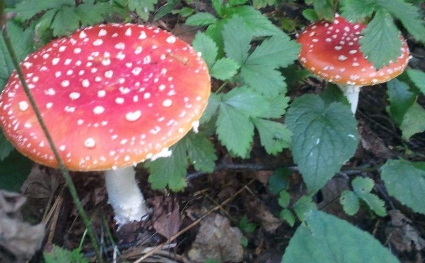 哪些食物容易导致食物中毒？食物中毒后怎么办？[图]