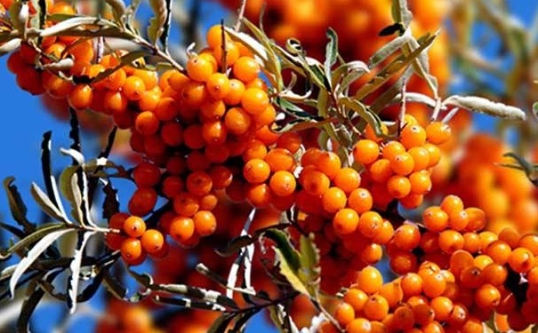 沙棘色是什么颜色？沙棘色口红哪个牌子好？(1)