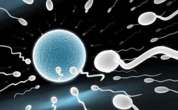 精子怎样从睾丸游到女性私处？精子怎样到女性子宫和卵子结合？(1)