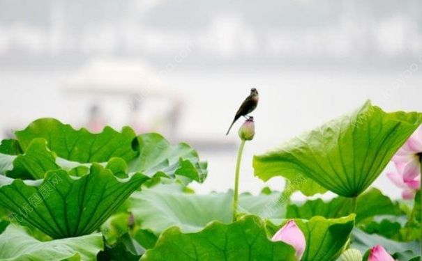 小暑时节养生有哪些注意事项？小暑时节该怎么调神？(1)