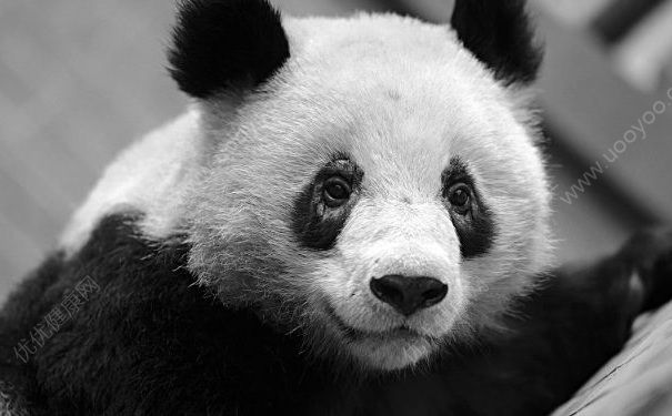 去除黑眼圈的食物有哪些？去除黑眼圈有哪些方法？(1)