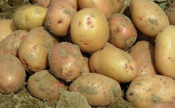 怎么让土豆不发芽？土豆发芽了
