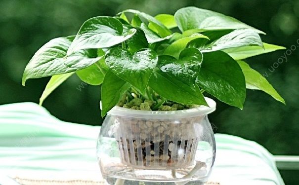 办公室白领吃哪些食物可以抗辐射？工作中怎样可以减少辐射？(1)