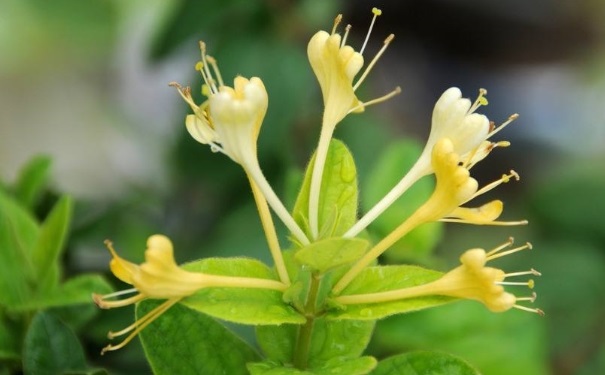 金银花茶有什么营养功效？金银花的功效作用有哪些？(1)