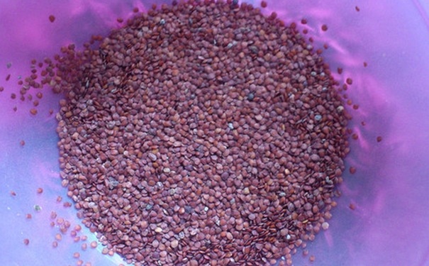 海藻面膜里面可以加什么？用海藻面膜可以加什么？(1)