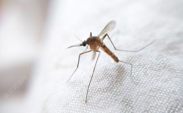 被蚊子咬了用什么药？被毒蚊子
