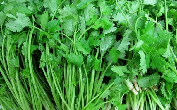 吃香菜相当于啃肥皂，香菜一般怎么吃？(1)